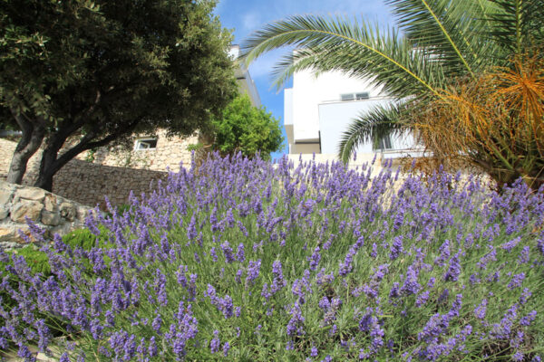 Villa Lavanda_Apartment Exclusive_01